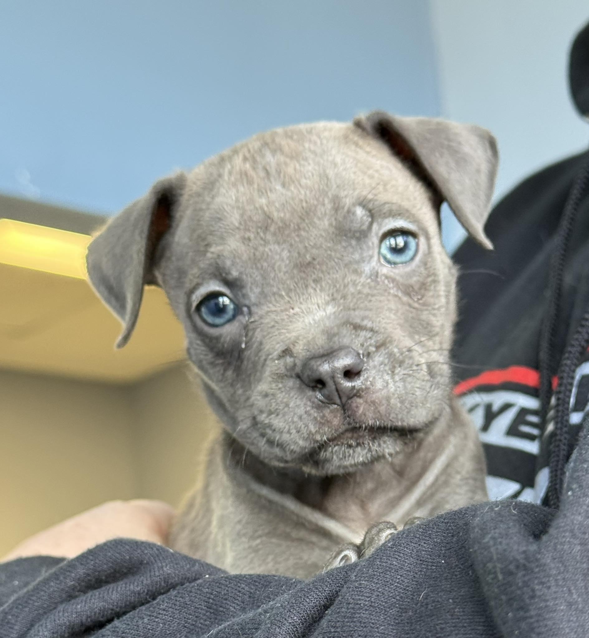 Enlarge Sleepy, an adopted mixed breed in Pleasant Ridge, MI image 1/1