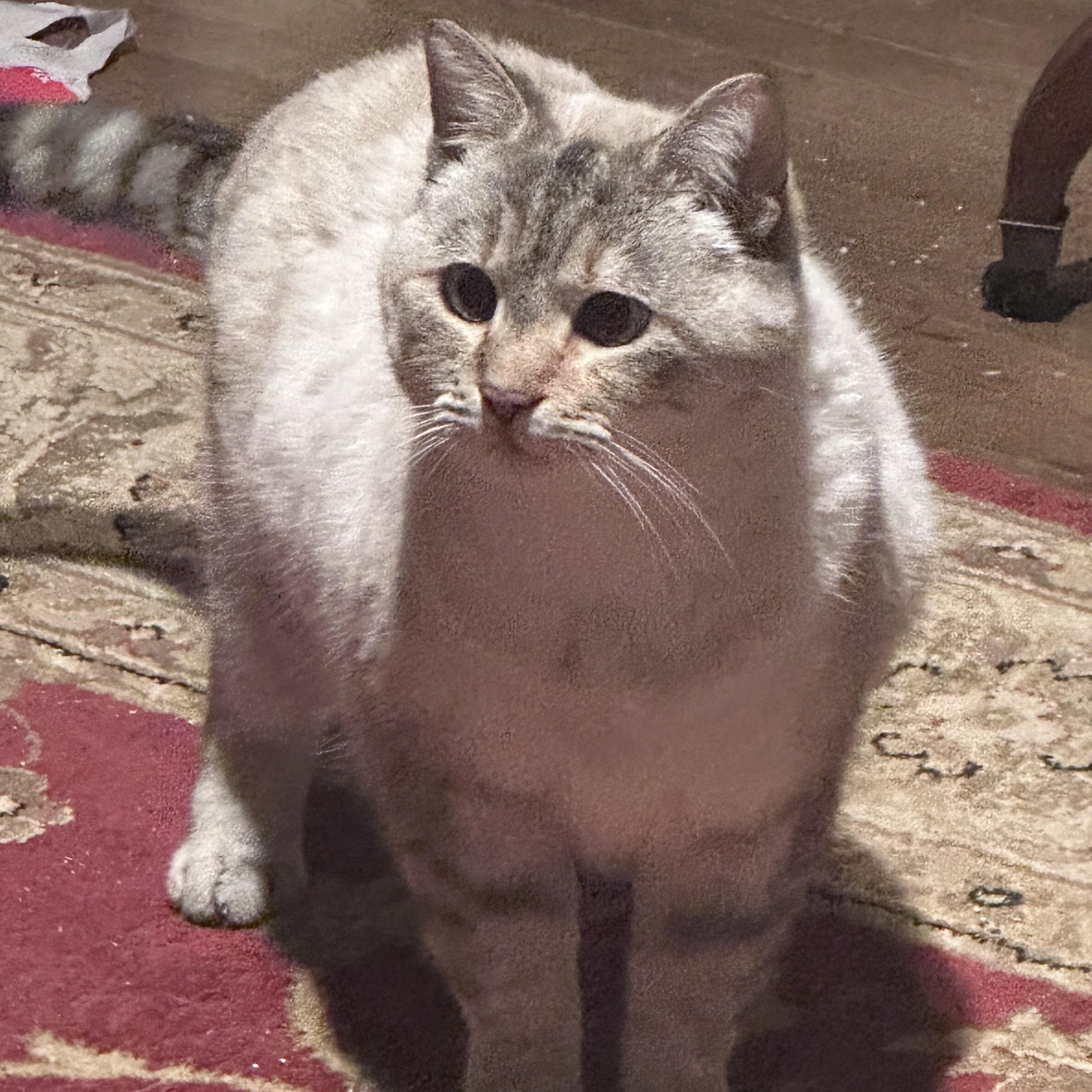 Trixie, an adopted mixed breed in Martinsville, IN image 2/3