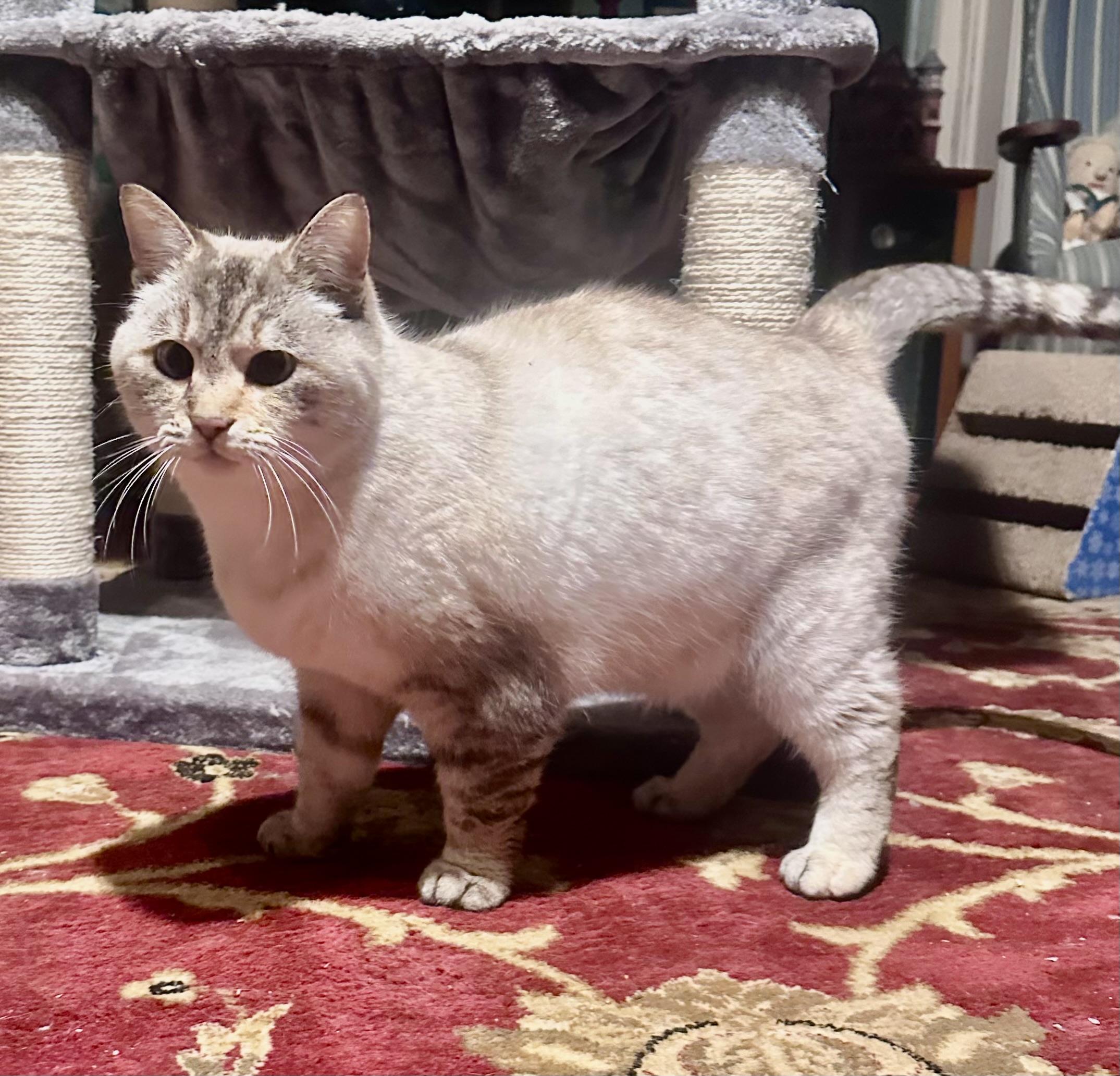 Trixie, adopted, Adult Female Siamese.