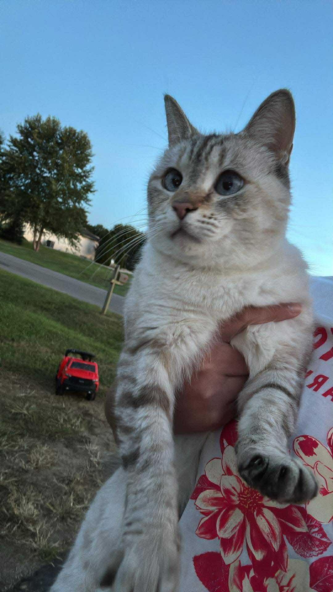 Trixie, an adopted mixed breed in Martinsville, IN image 3/3