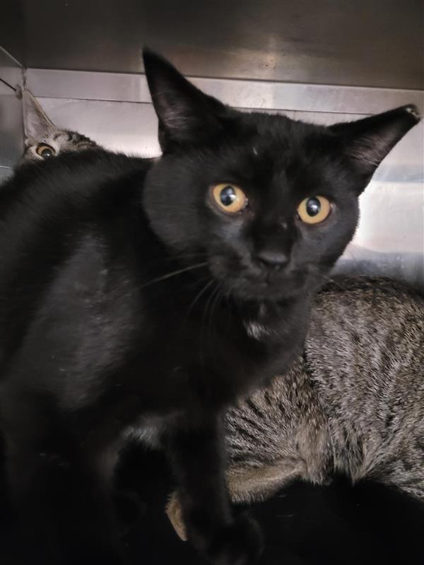 Enlarge Meowth, a Adoptable mixed breed in New Kensington, PA image 1/2