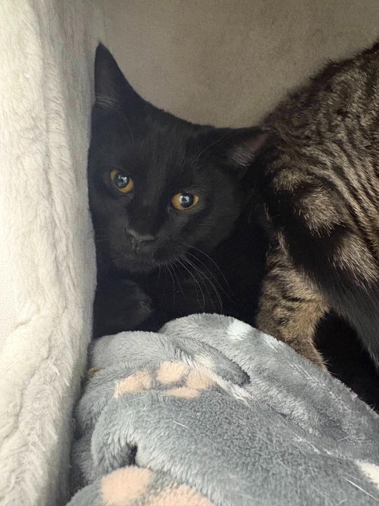 Enlarge Meowth, a Adoptable mixed breed in New Kensington, PA image 2/2