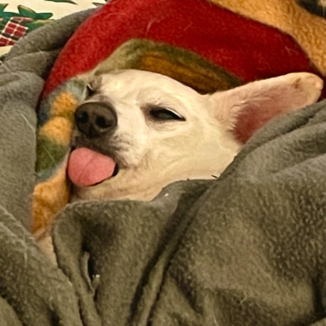 Gummy Bear — thumbnail 6