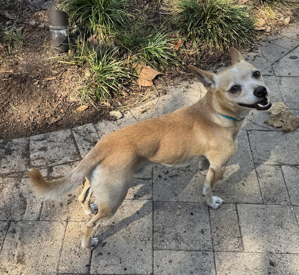 Chestnut, Adoptable, Adult Male Chihuahua.