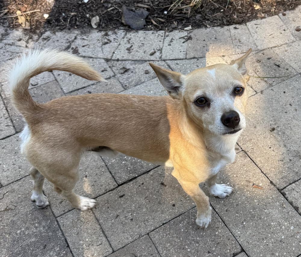 Enlarge Chestnut, a Adoptable mixed breed in Richmond, TX image 2/2