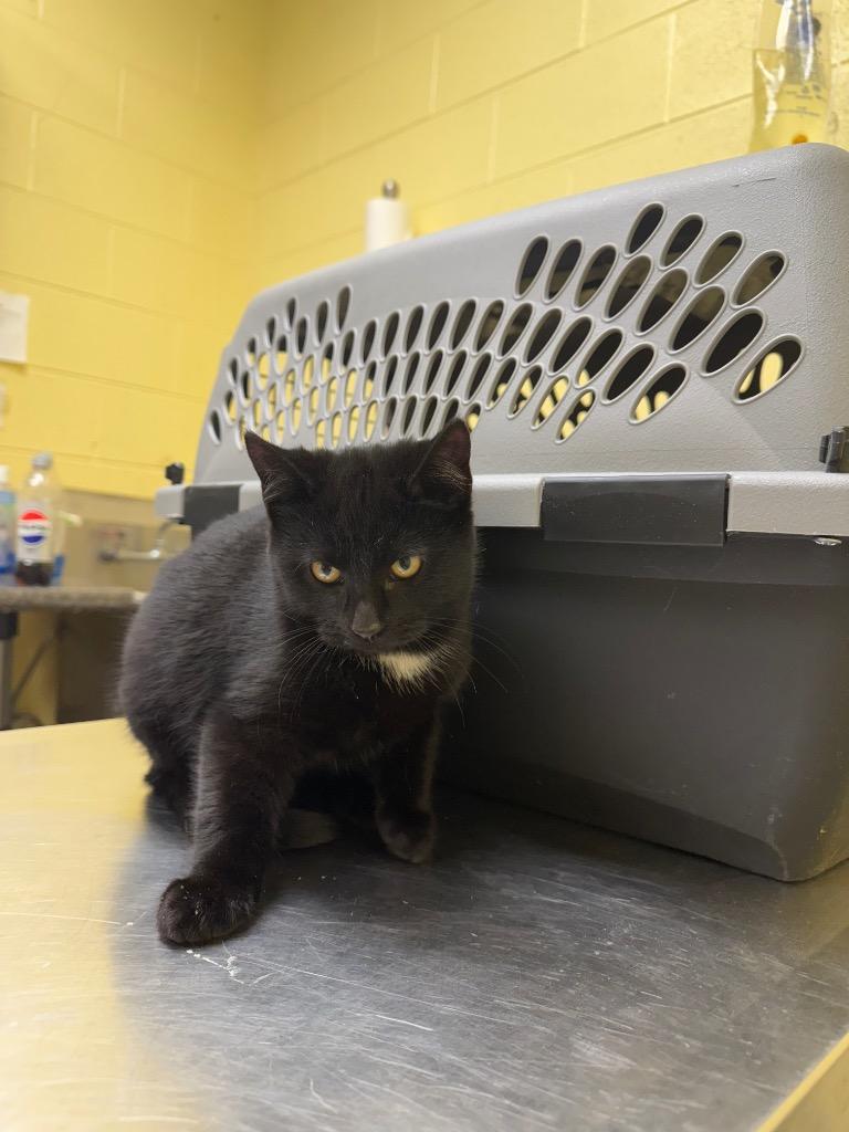 Flint, Adopted, Kitten Male Domestic Short Hair.