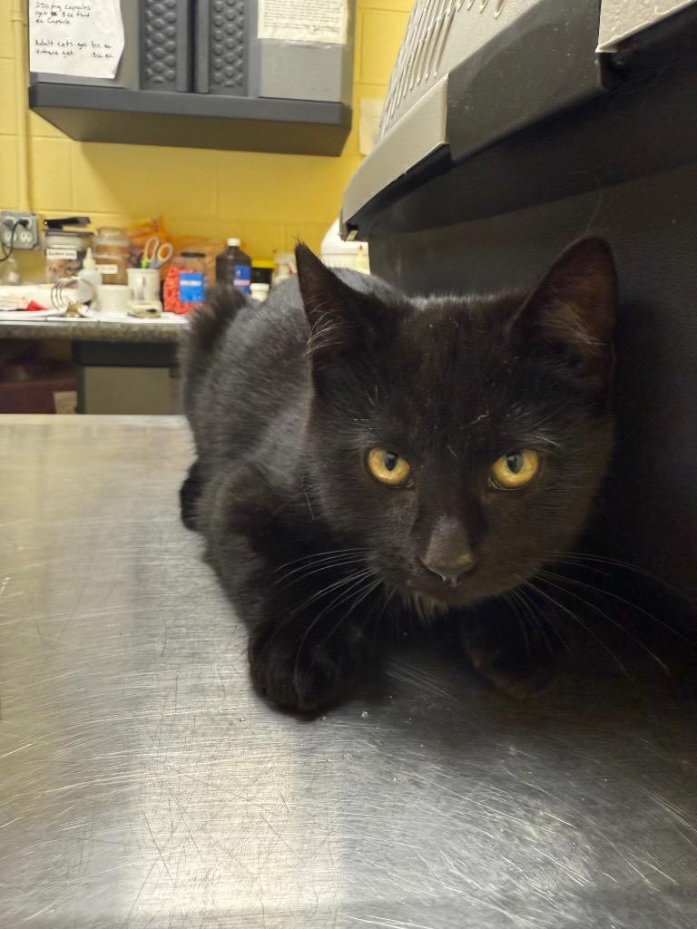 Enlarge Flint, a Adopted mixed breed in Crossville, TN image 2/2