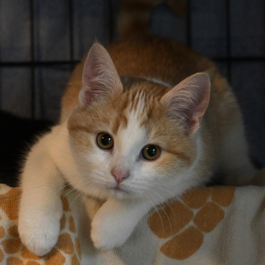 Lady, Adoptable, Kitten Female Domestic Short Hair.