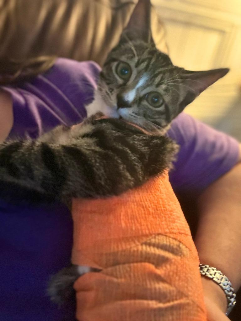 Enlarge Claw-Daddy, a Adoptable Tabby in Nacogdoches, TX image 1/2