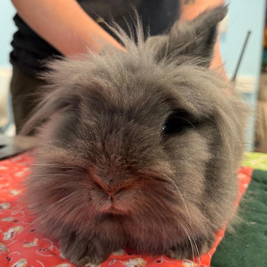 Hoppity Skipper, a Adoptable Lionhead in Chesapeake, VA image 1/2