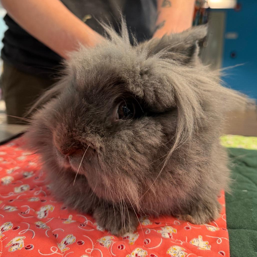 Hoppity Skipper, a Adoptable Lionhead in Chesapeake, VA image 2/2