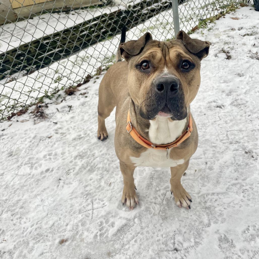 Enlarge Coltrane, a Adoptable Pit Bull Terrier in Newark, NJ image 1/6