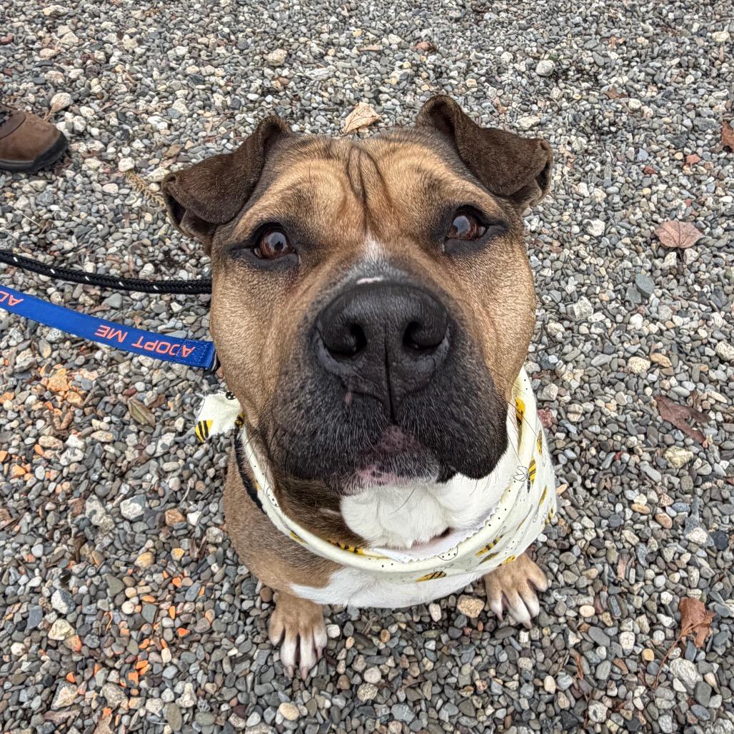 Coltrane, Adoptable, Adult Male Pit Bull Terrier.