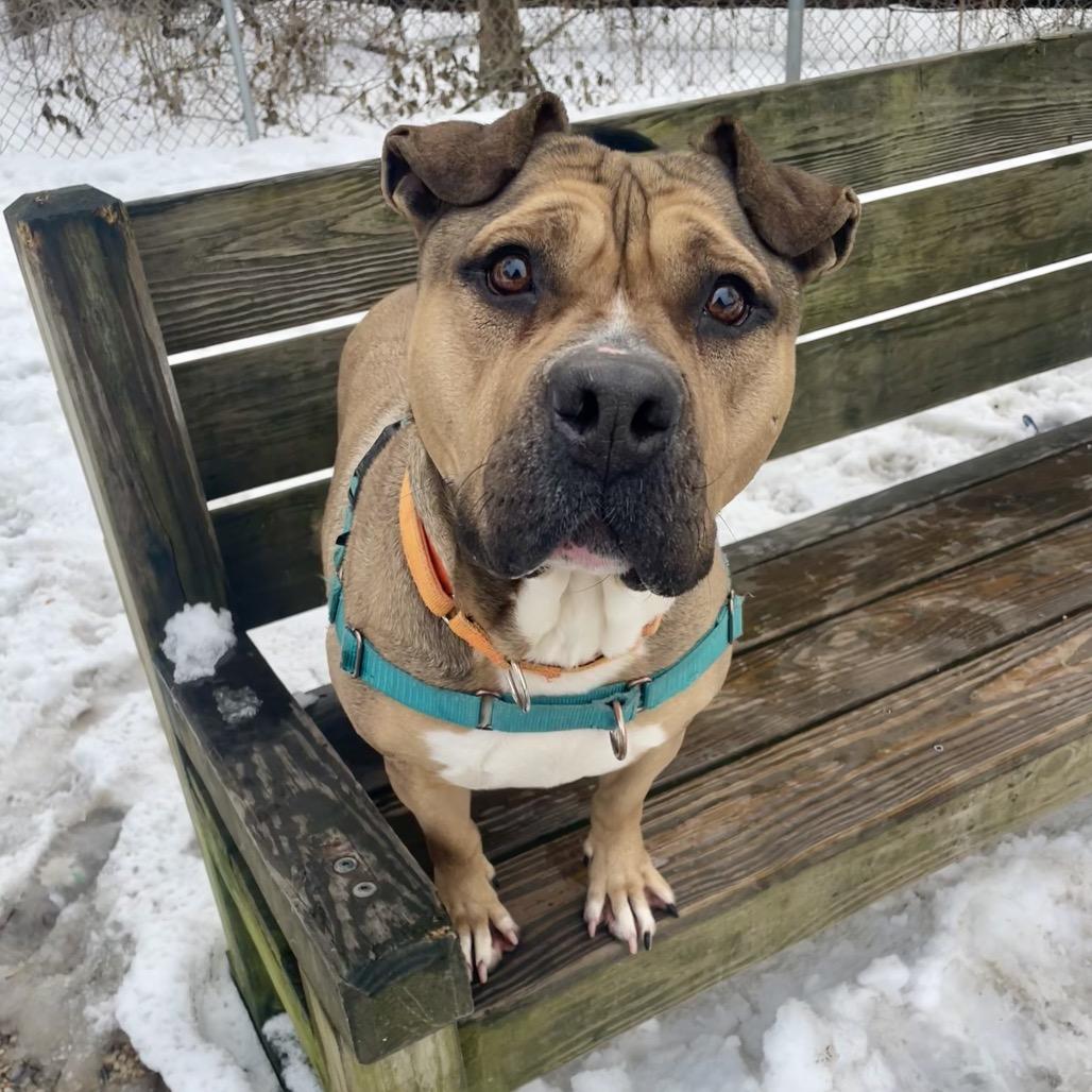 Enlarge Coltrane, a Adoptable Pit Bull Terrier in Newark, NJ image 1/6