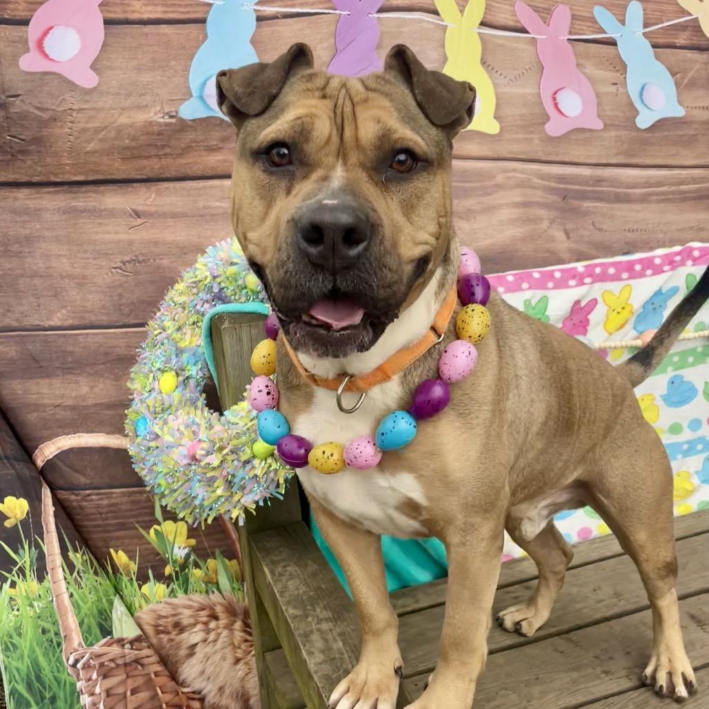 Coltrane, a Adoptable Pit Bull Terrier in Newark, NJ image 1/6