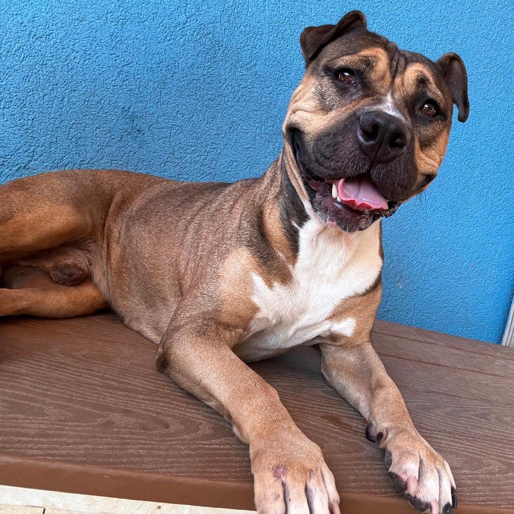 Enlarge Coltrane, a Adoptable Pit Bull Terrier in Newark, NJ image 3/6