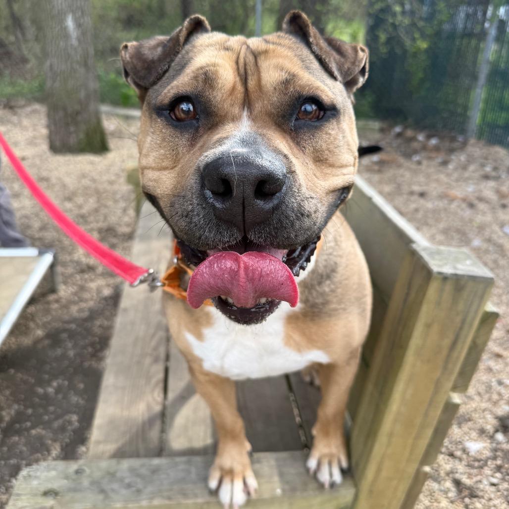 Enlarge Coltrane, a Adoptable Pit Bull Terrier in Newark, NJ image 3/6