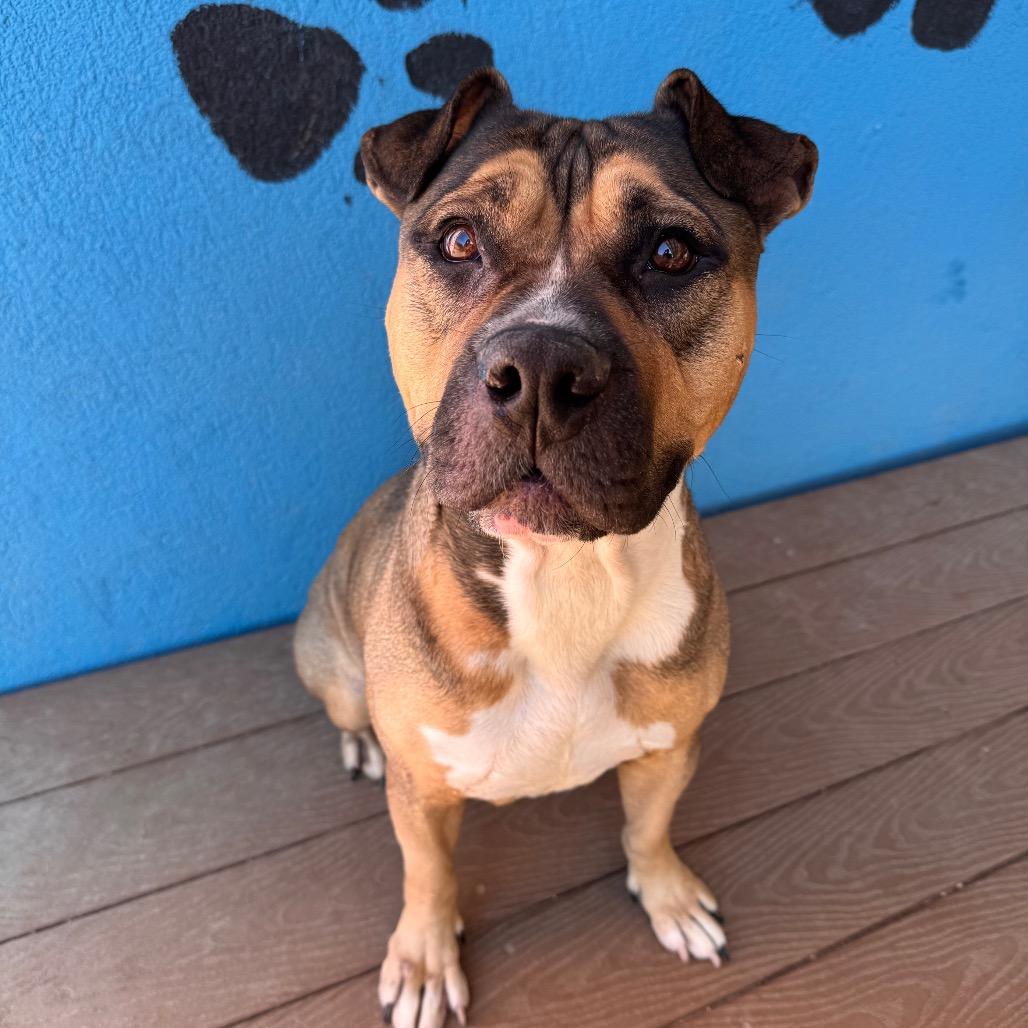 Enlarge Coltrane, a Adoptable Pit Bull Terrier in Newark, NJ image 4/6