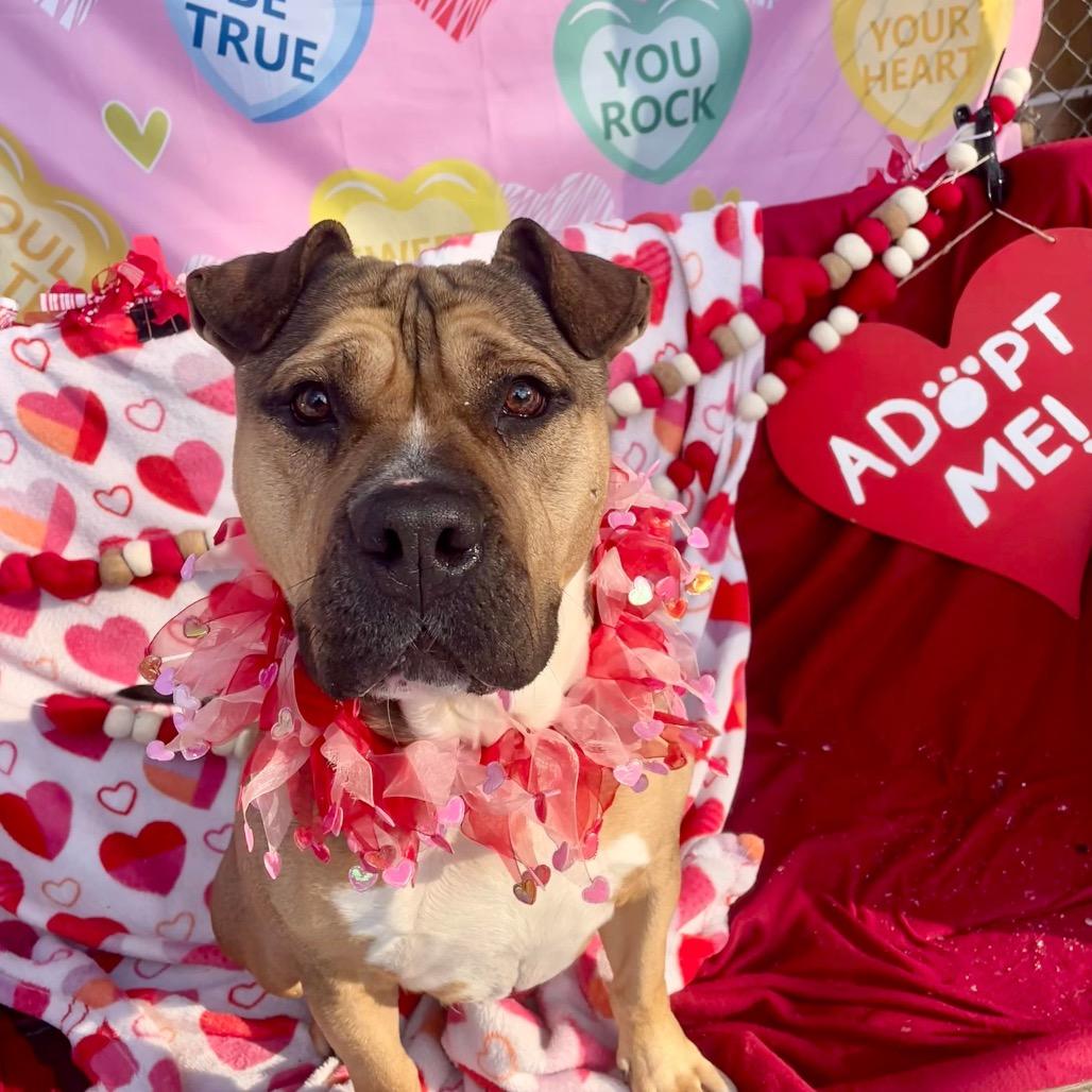 Enlarge Coltrane, a Adoptable Pit Bull Terrier in Newark, NJ image 4/6