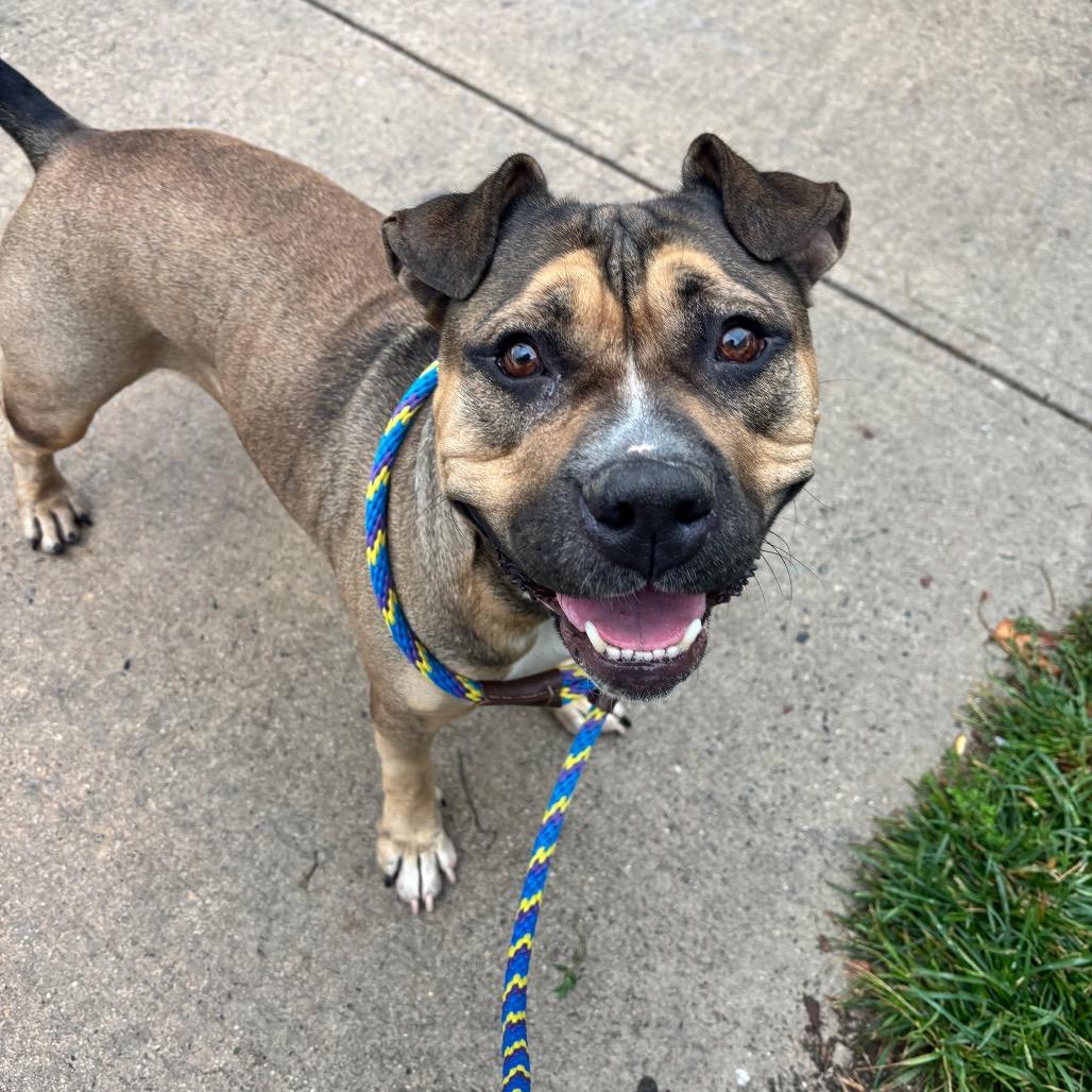 Enlarge Coltrane, a Adoptable Pit Bull Terrier in Newark, NJ image 5/6