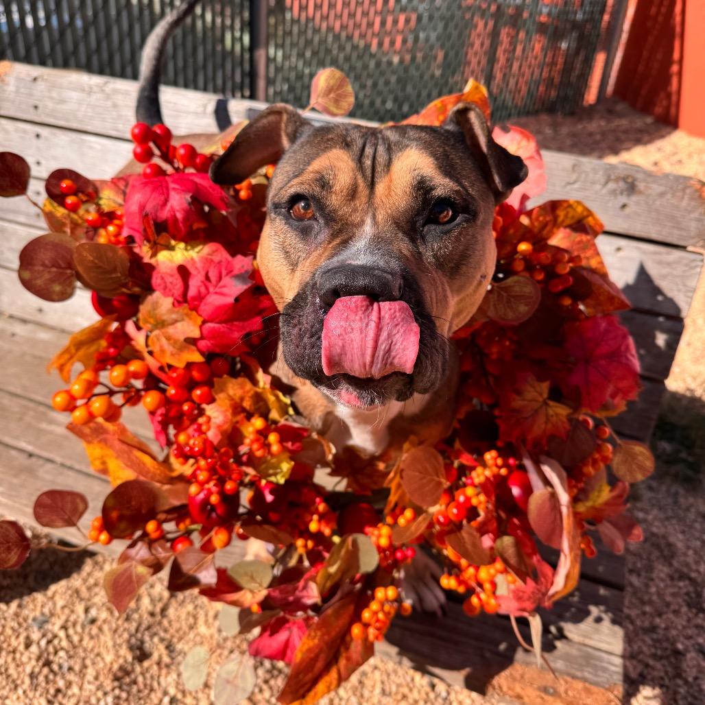Enlarge Coltrane, a Adoptable Pit Bull Terrier in Newark, NJ image 6/6