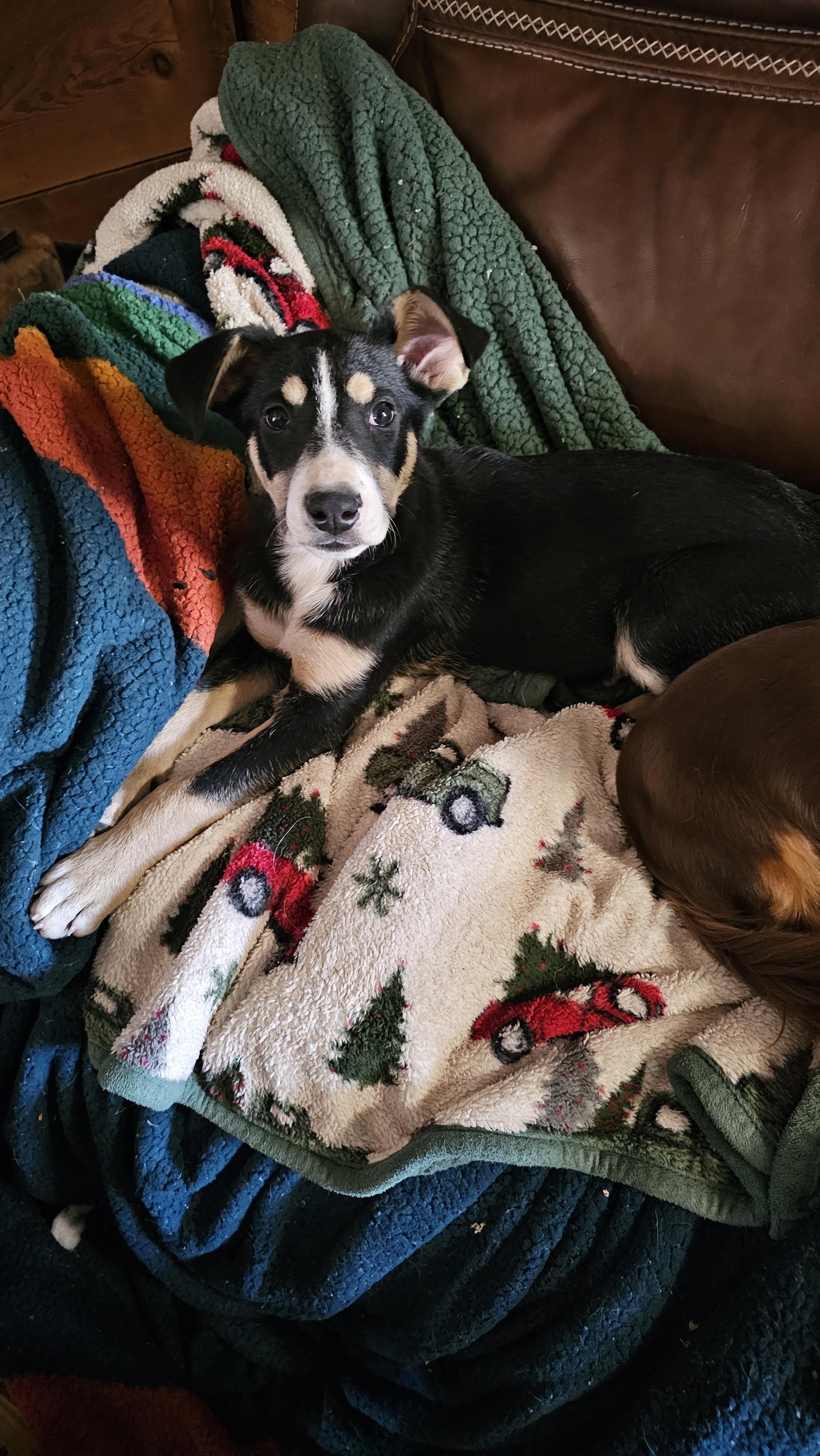 Enlarge Jill, an adopted mixed breed in Lago Vista, TX image 2/2