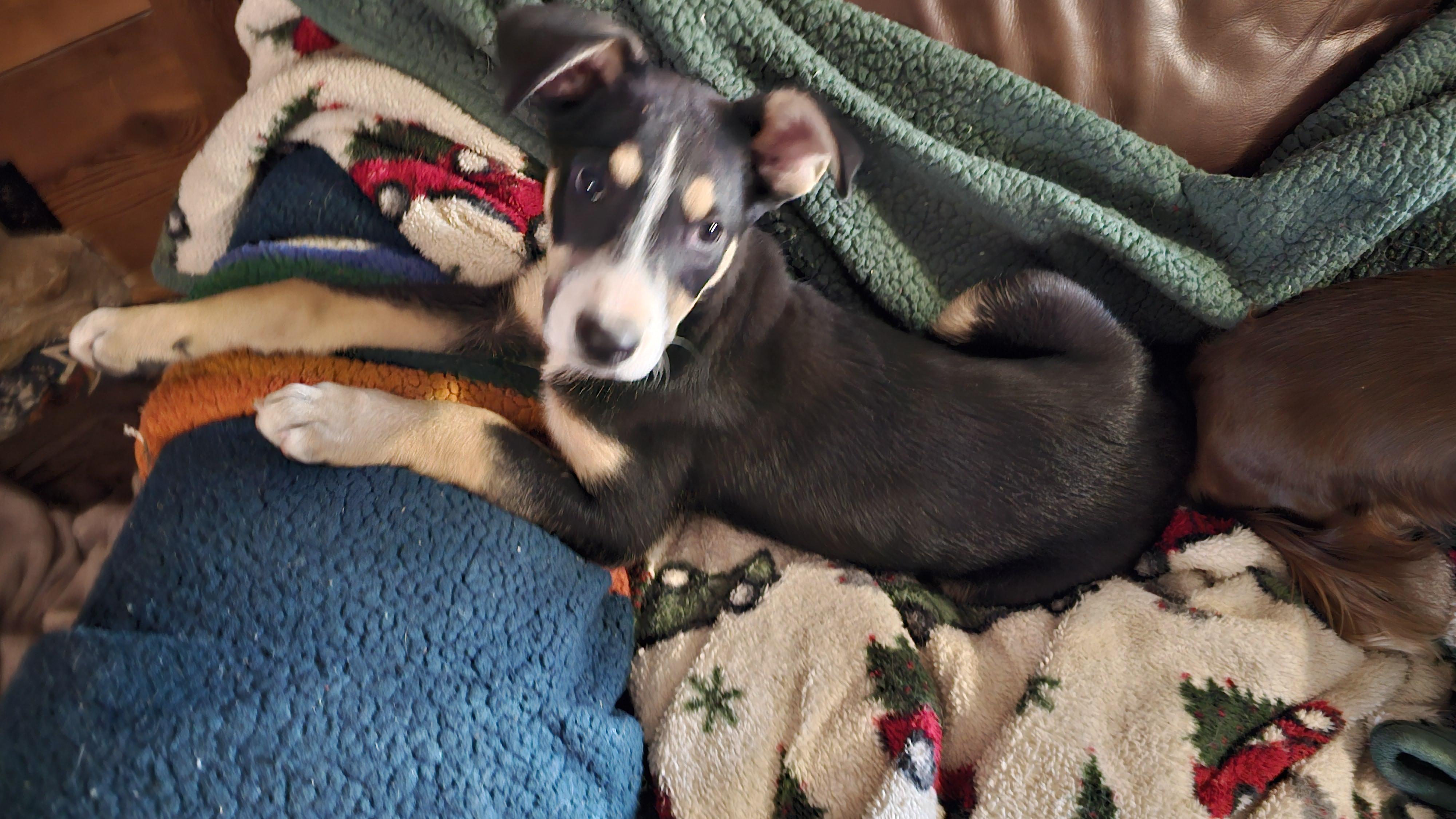 Jill, adopted, Young Female German Shepherd Dog.