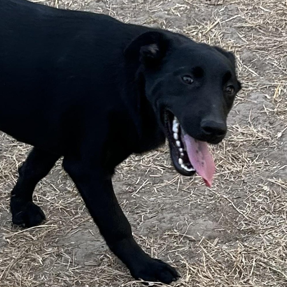 Luna, a Adoptable mixed breed in Ogden, UT image 3/6