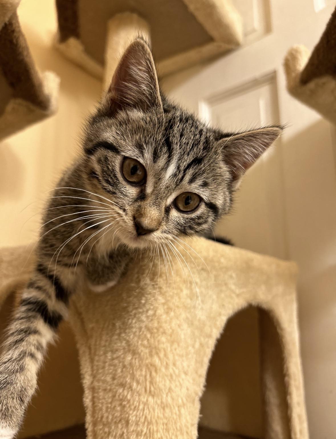 Boots, ADOPTABLE, Kitten Female Domestic Short Hair.