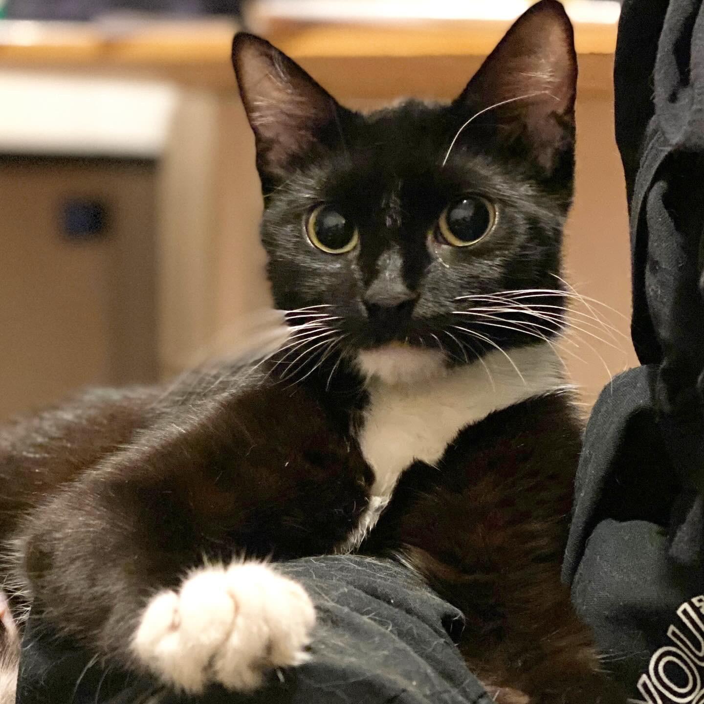 Brenda Tuxedo Cat