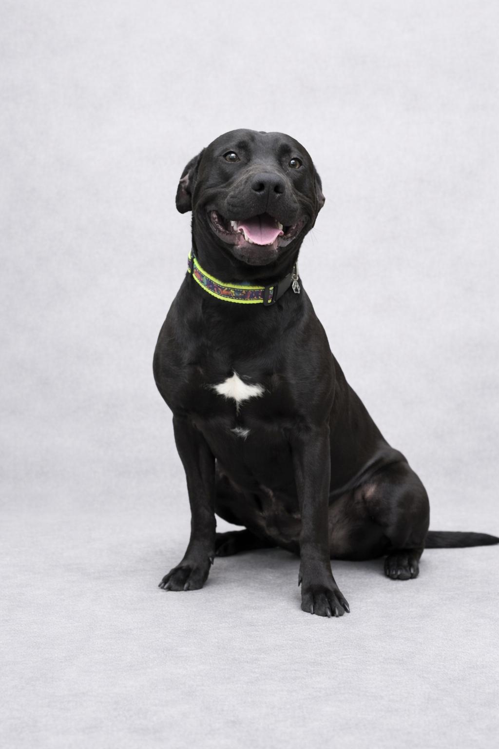 Enlarge Wrangler, an adoption pending Belgian Shepherd / Malinois in Mansfield, OH image 1/4