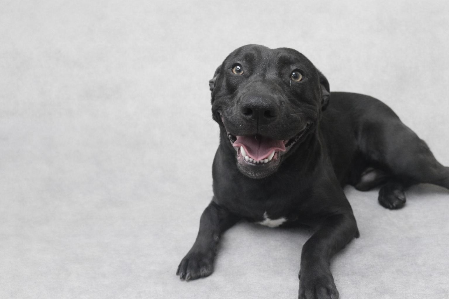 Enlarge Wrangler, an adoption pending Belgian Shepherd / Malinois in Mansfield, OH image 3/4