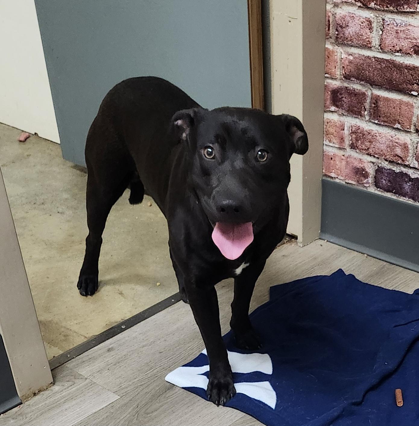 Enlarge Wrangler, an adoption pending Belgian Shepherd / Malinois in Mansfield, OH image 2/4