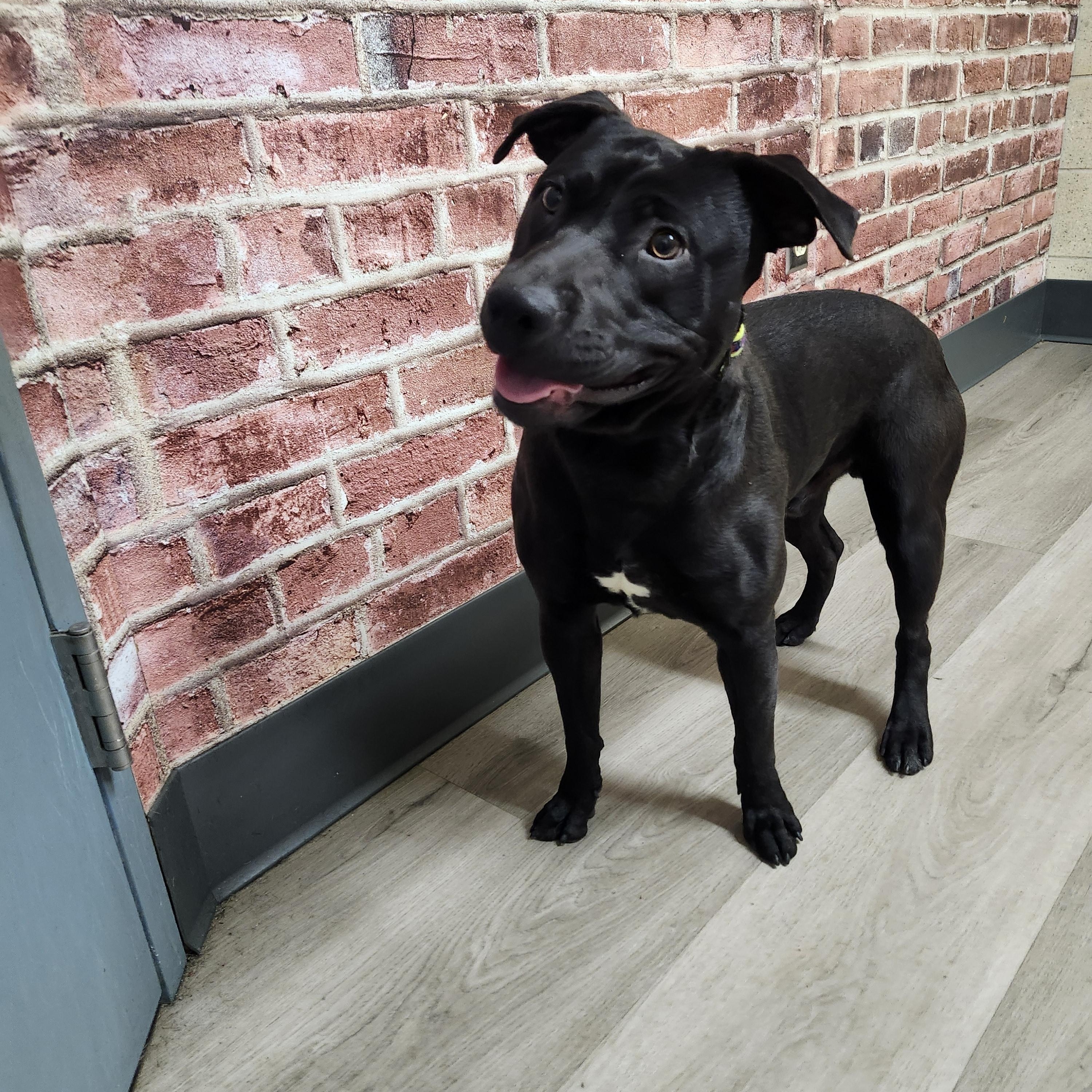 Enlarge Wrangler, an adoption pending Belgian Shepherd / Malinois in Mansfield, OH image 4/4