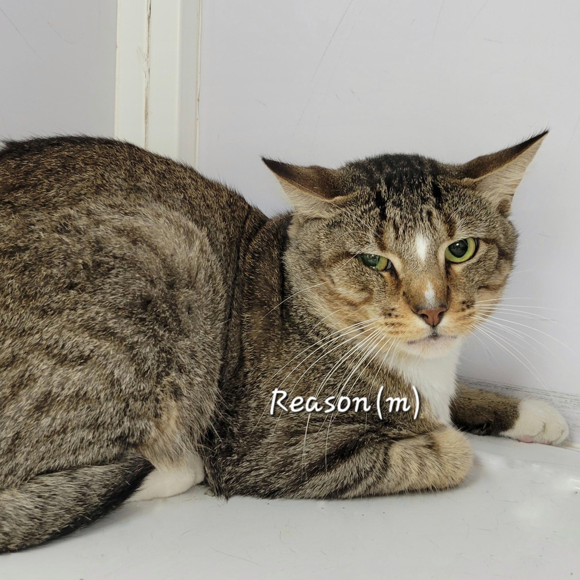 Enlarge Reason, a Adoptable Domestic Short Hair in Mazon, IL image 1/1