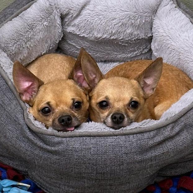 Enlarge Tartufo, a Adoptable mixed breed in Woodinville, WA image 1/6