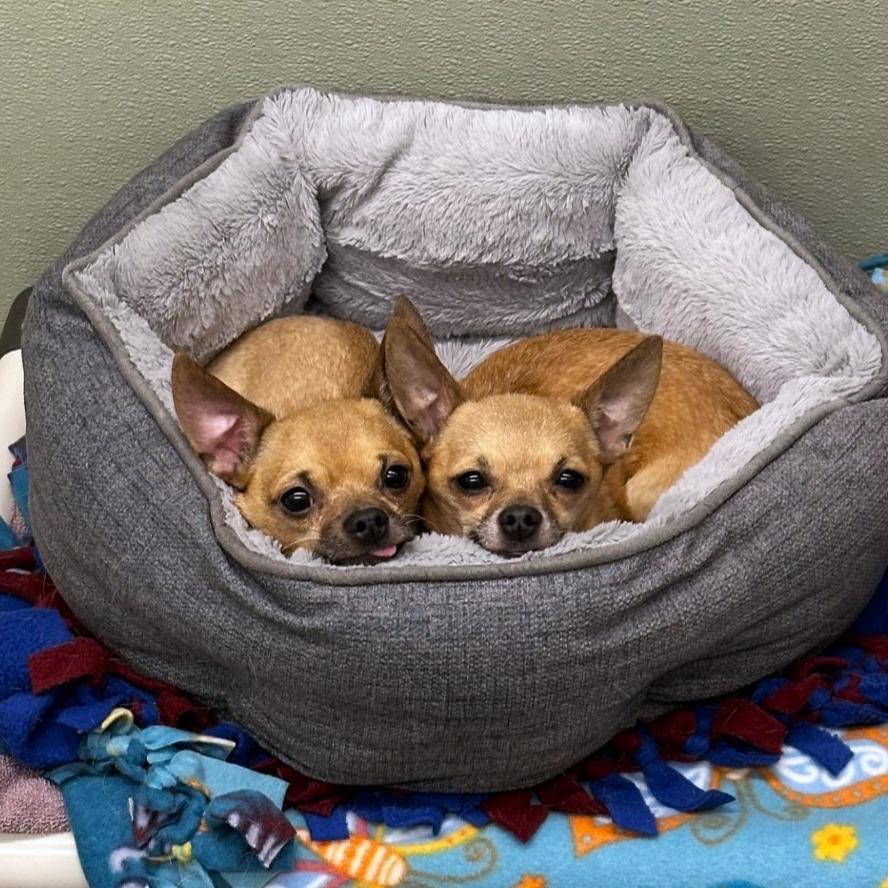 Enlarge Tartufo, a Adoptable mixed breed in Woodinville, WA image 2/6