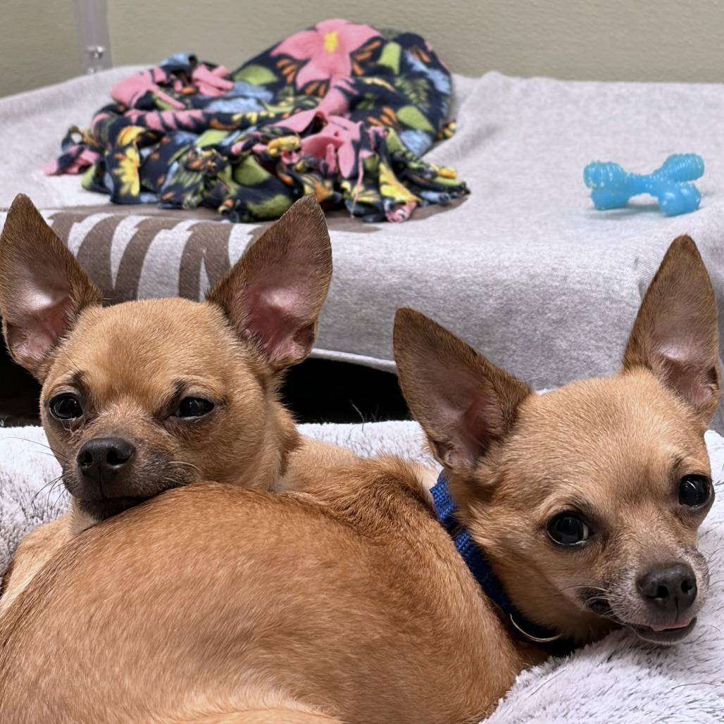 Enlarge Tartufo, a Adoptable mixed breed in Woodinville, WA image 3/6