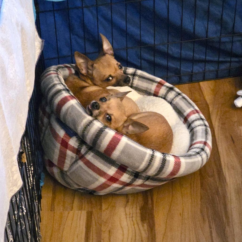 Tartufo, a Adoptable mixed breed in Woodinville, WA image 4/6