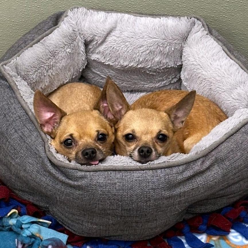 Enlarge Tartufo, a Adoptable mixed breed in Woodinville, WA image 5/6