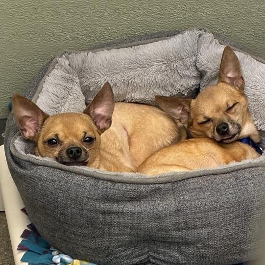 Enlarge Tartufo, a Adoptable mixed breed in Woodinville, WA image 6/6