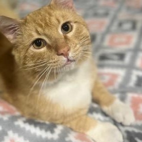 Morris, a Adoptable American Shorthair in OVERLAND PARK, KS image 1/5