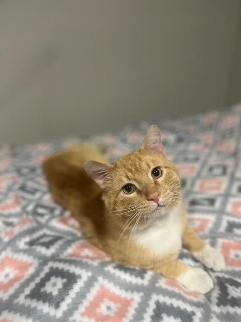 Enlarge Morris, a Adoptable American Shorthair in OVERLAND PARK, KS image 4/5