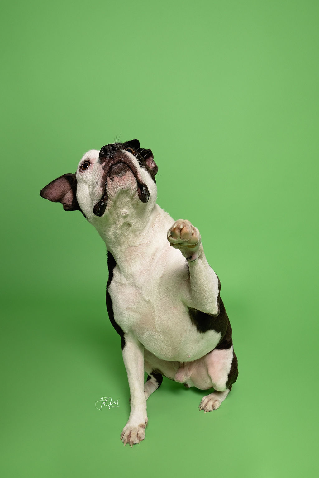 Stephen, Stevie, a Adoptable mixed breed in Hempstead, TX image 1/6