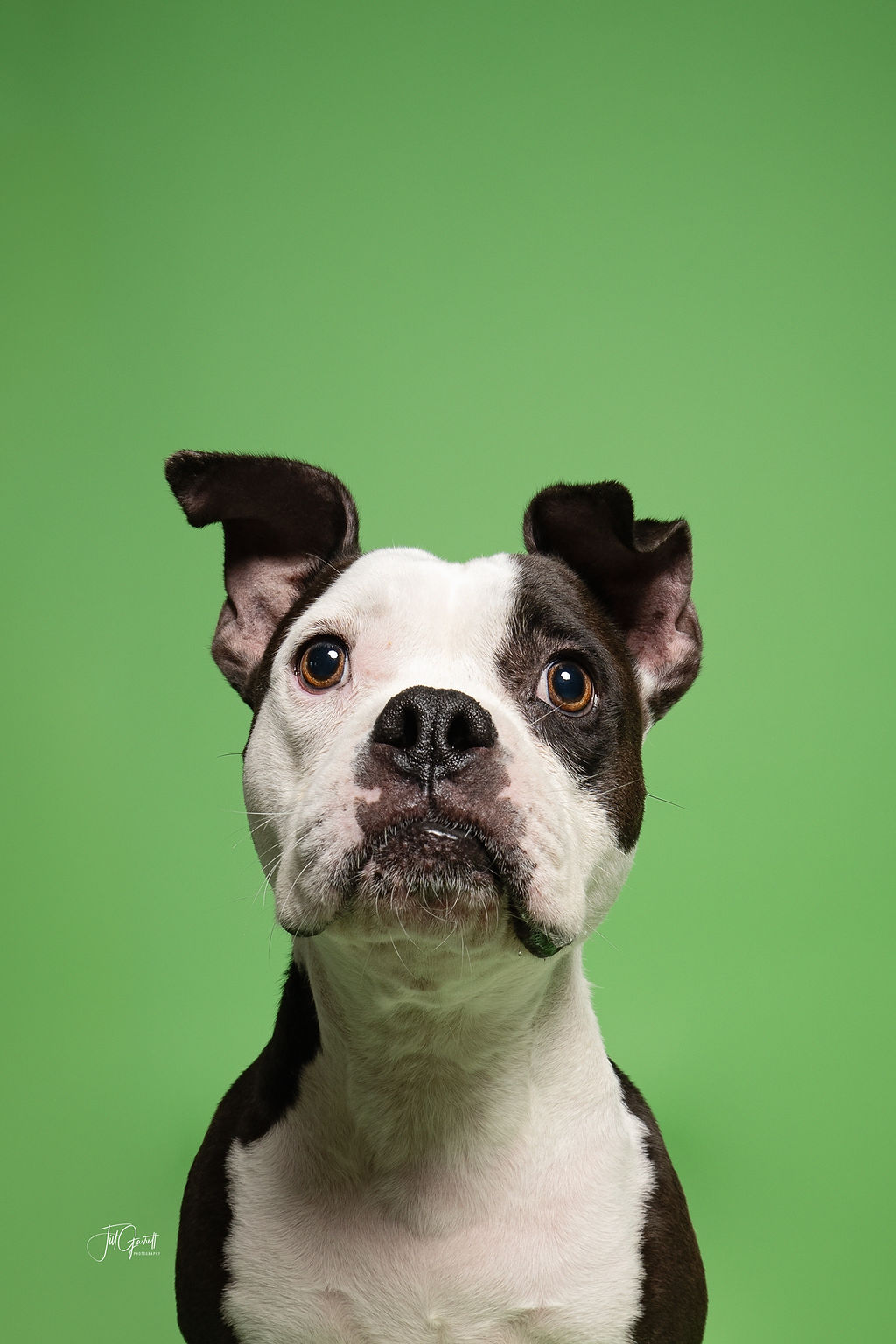 Stephen, Stevie, a Adoptable mixed breed in Hempstead, TX image 2/6