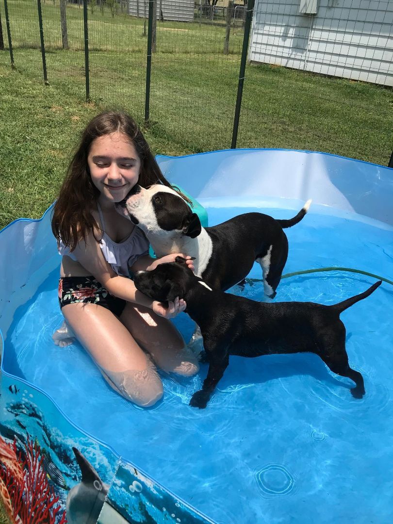 Stephen, Stevie, a Adoptable mixed breed in Hempstead, TX image 3/6