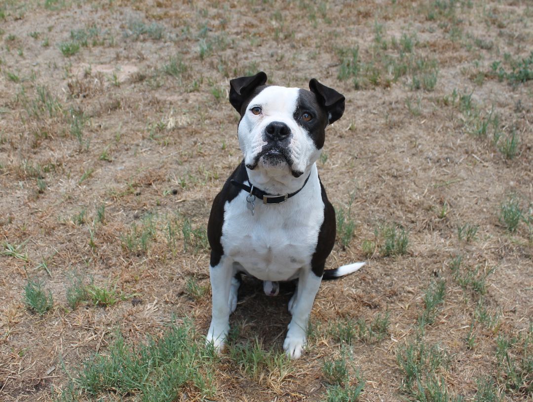 Stephen, Stevie, a Adoptable mixed breed in Hempstead, TX image 4/6