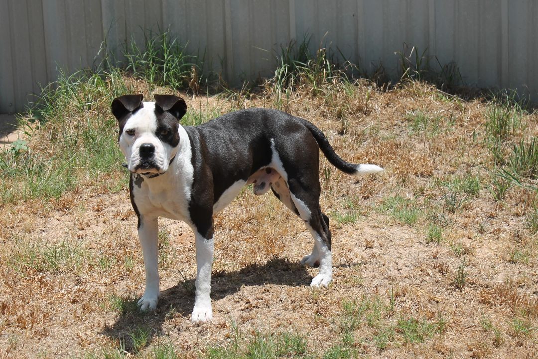 Stephen, Stevie, a Adoptable mixed breed in Hempstead, TX image 5/6