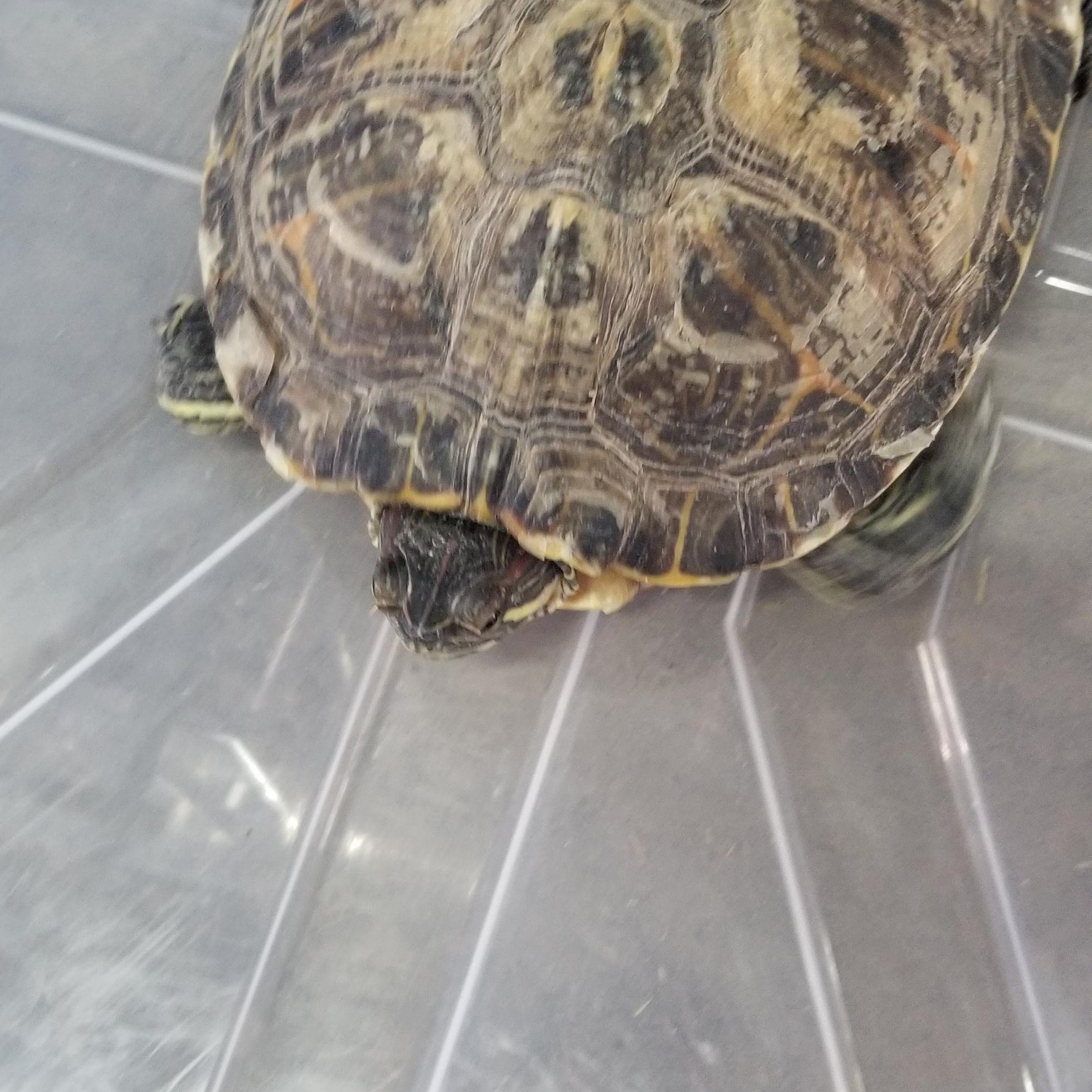 Enlarge red eared slider 02-25, a Adoptable Red-Eared Slider in Modesto, CA image 1/1