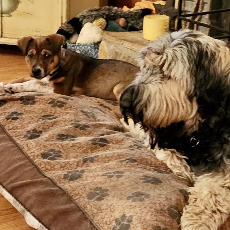 Enlarge Dixie, a Adoptable mixed breed in Lenoir, NC image 1/6